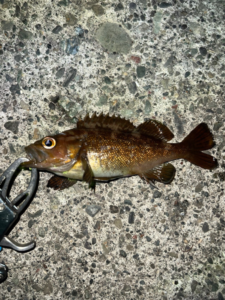 質問に添付された魚の写真