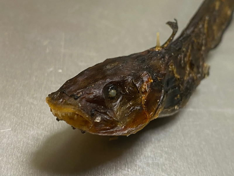 質問に添付された魚の写真