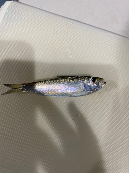 質問に添付された魚の写真