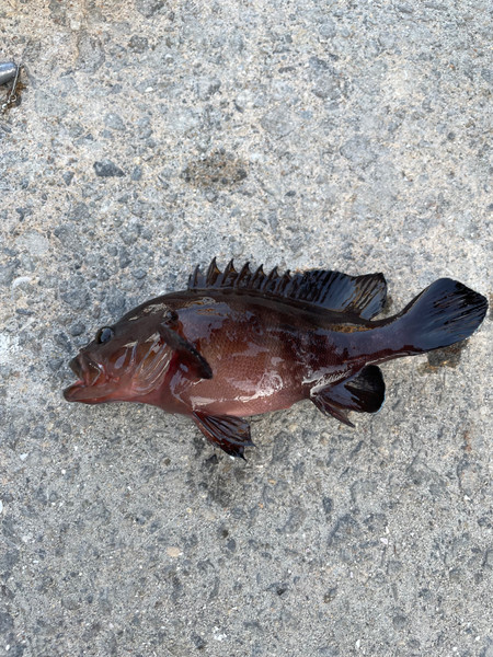 質問に添付された魚の写真