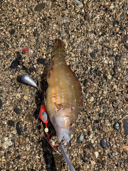質問に添付された魚の写真