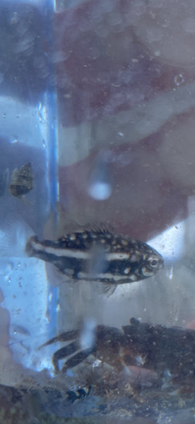 質問に添付された魚の写真