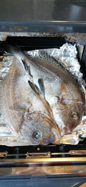 質問に添付された魚の写真
