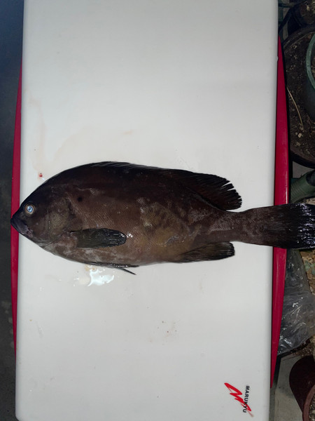質問に添付された魚の写真