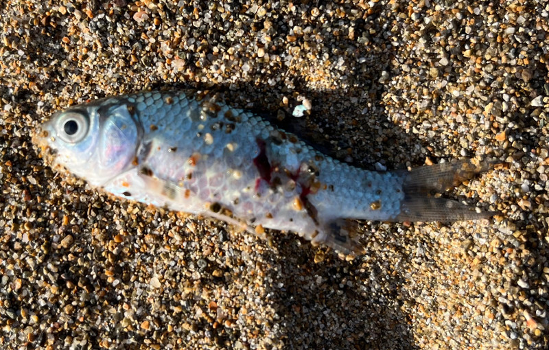 質問に添付された魚の写真