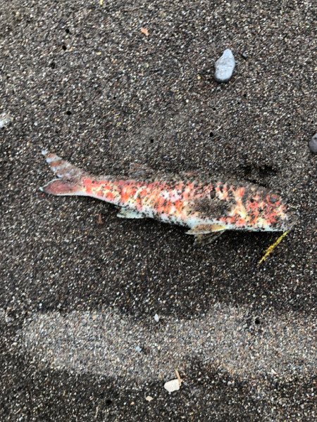 質問に添付された魚の写真