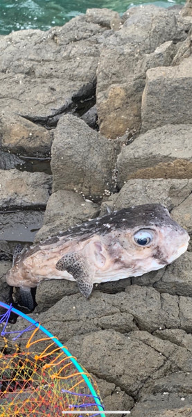質問に添付された魚の写真