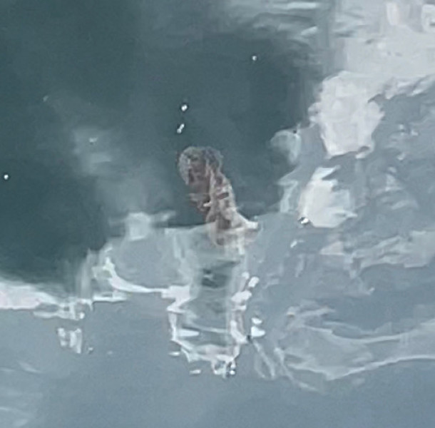 質問に添付された魚の写真