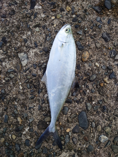 質問に添付された魚の写真