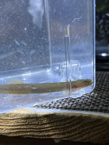 質問に添付された魚の写真