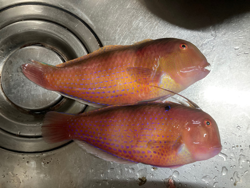 質問に添付された魚の写真