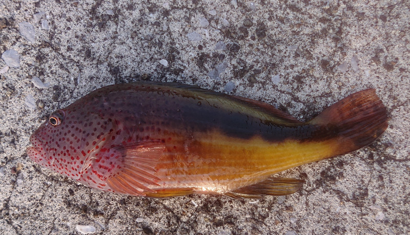 質問に添付された魚の写真