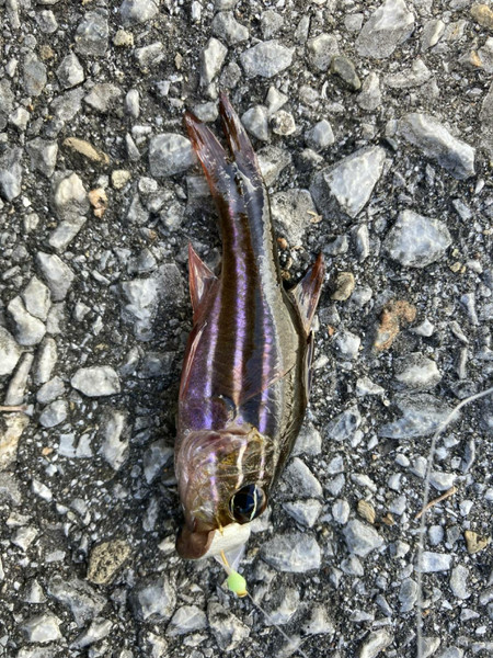 質問に添付された魚の写真