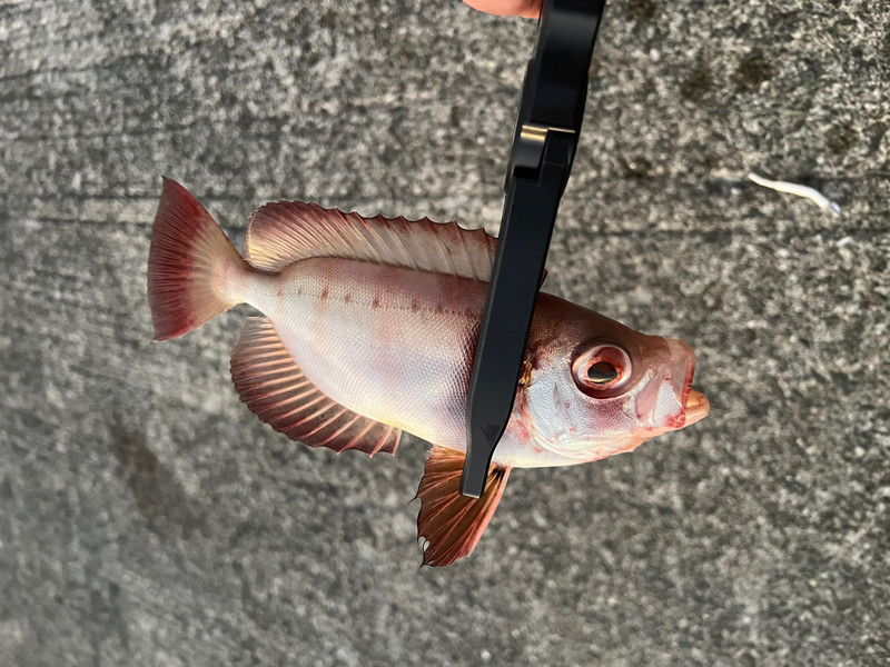 質問に添付された魚の写真