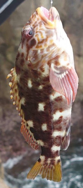 質問に添付された魚の写真