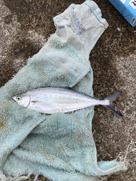 質問に添付された魚の写真