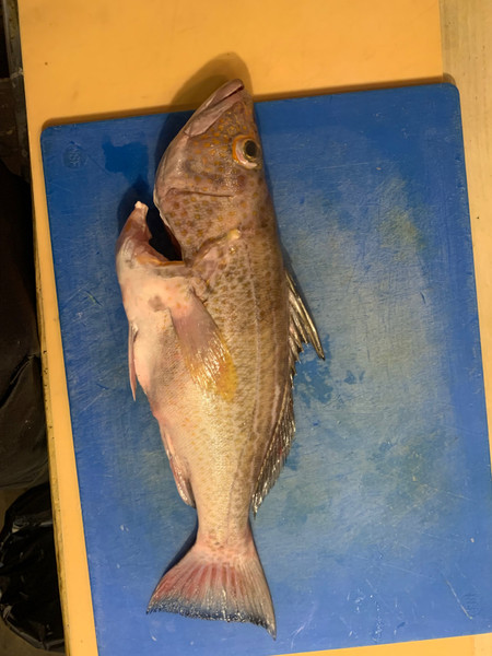 質問に添付された魚の写真