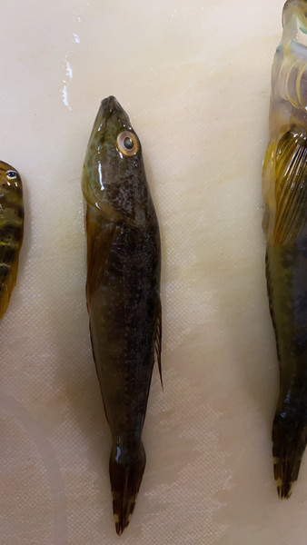 質問に添付された魚の写真