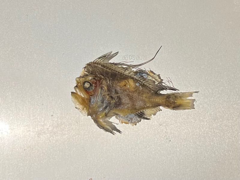 質問に添付された魚の写真
