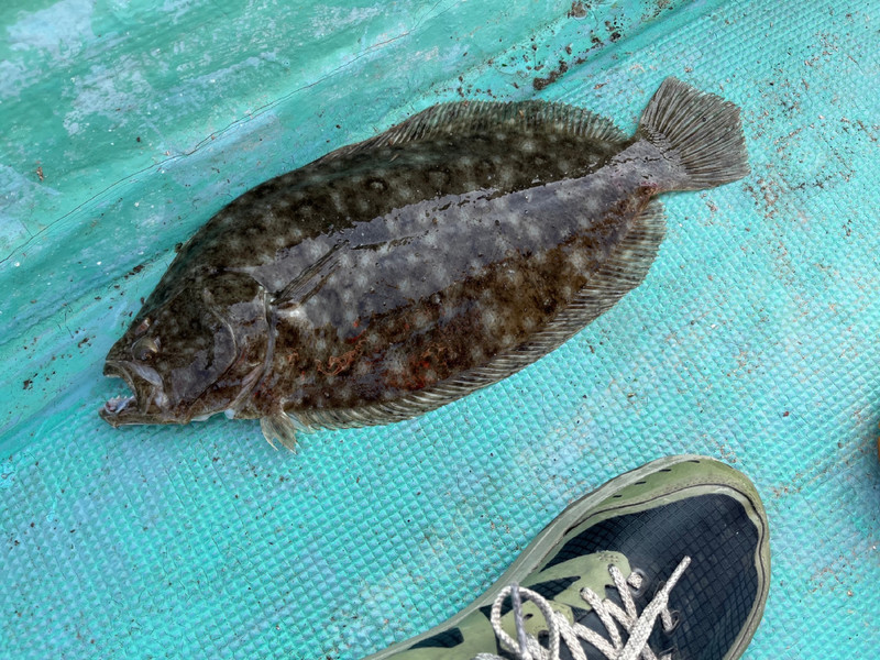 質問に添付された魚の写真