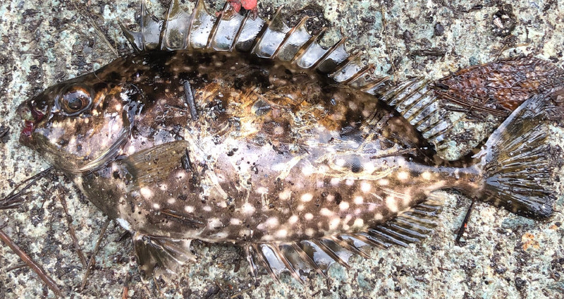 質問に添付された魚の写真