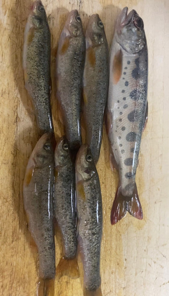 質問に添付された魚の写真