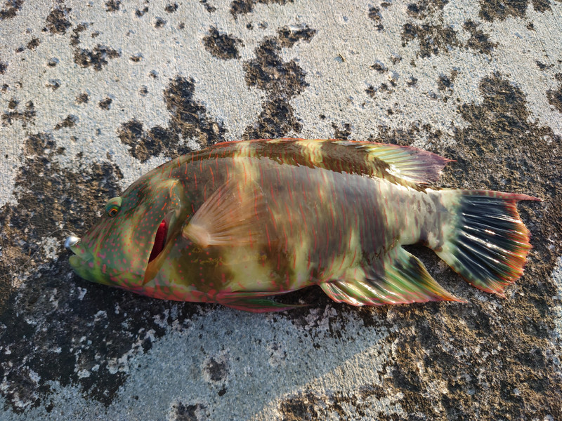 質問に添付された魚の写真