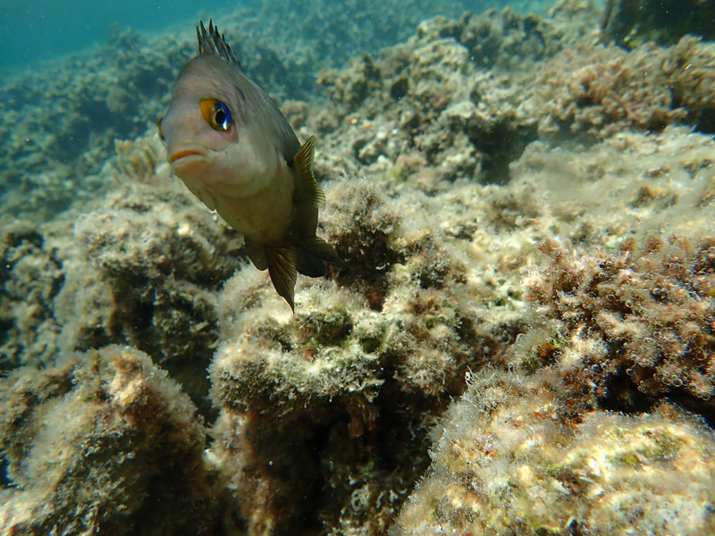 質問に添付された魚の写真