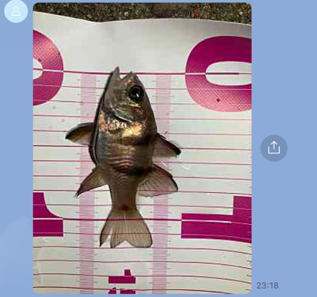 質問に添付された魚の写真