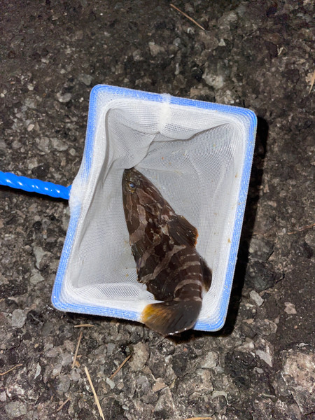 質問に添付された魚の写真