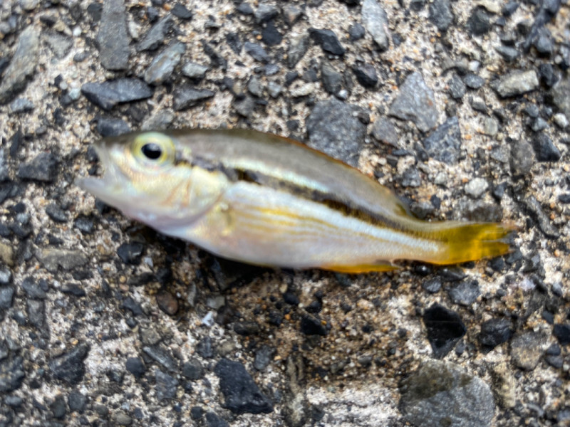 質問に添付された魚の写真