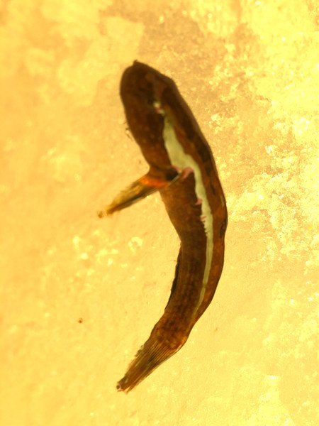 質問に添付された魚の写真