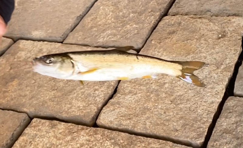 質問に添付された魚の写真