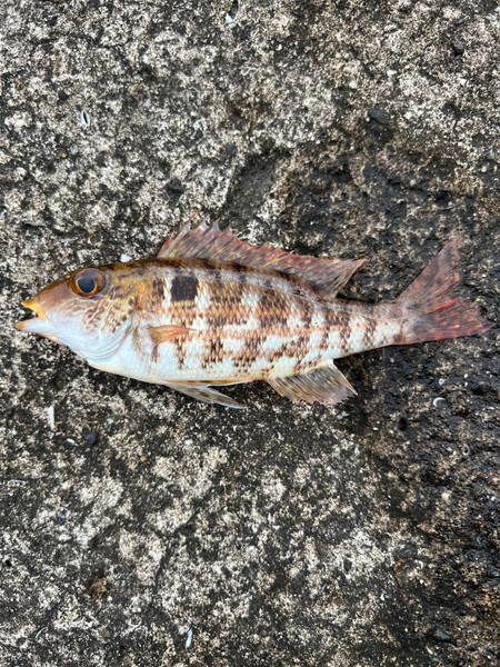 質問に添付された魚の写真
