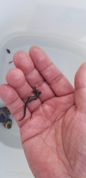 質問に添付された魚の写真