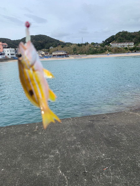 質問に添付された魚の写真