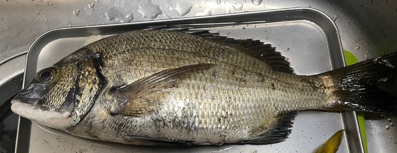 質問に添付された魚の写真
