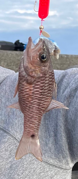 質問に添付された魚の写真
