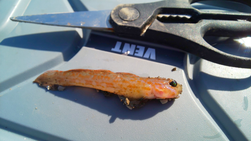 質問に添付された魚の写真
