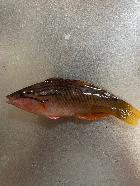質問に添付された魚の写真