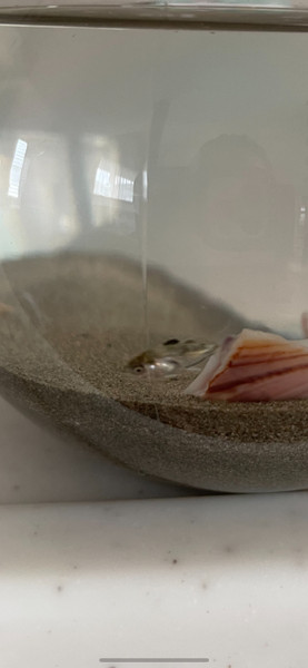 質問に添付された魚の写真