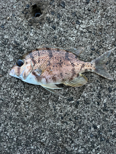 質問に添付された魚の写真
