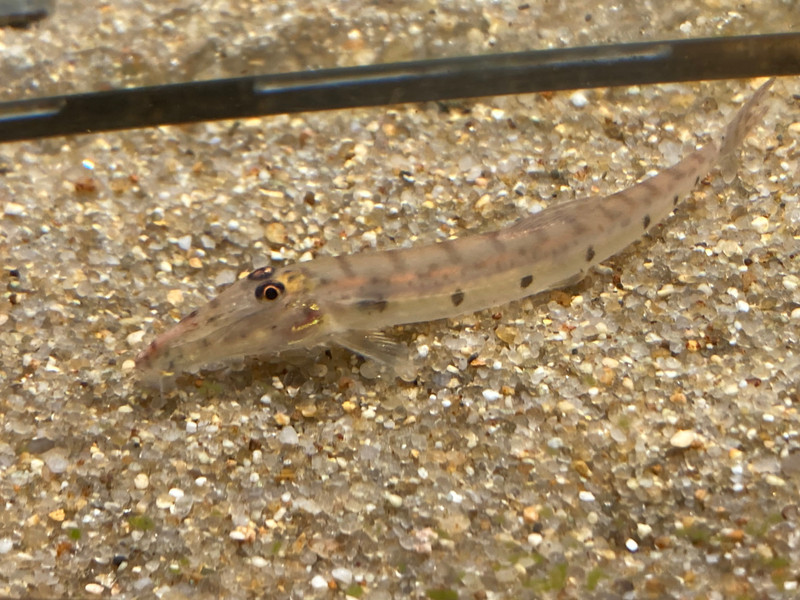 質問に添付された魚の写真