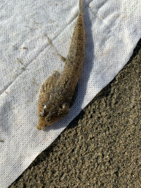 質問に添付された魚の写真