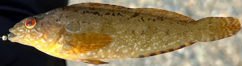 質問に添付された魚の写真