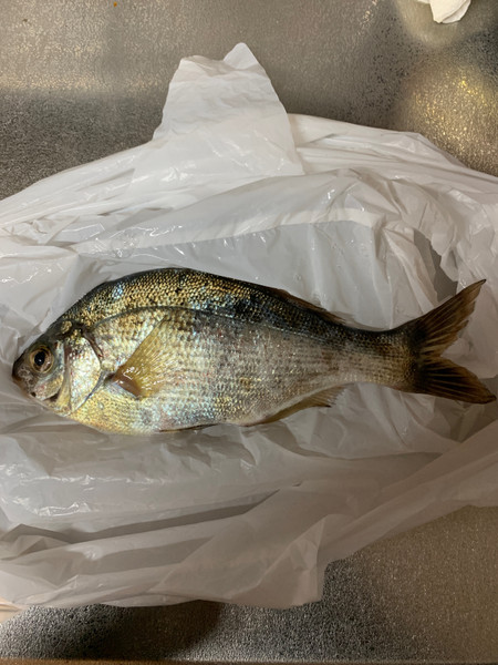 質問に添付された魚の写真