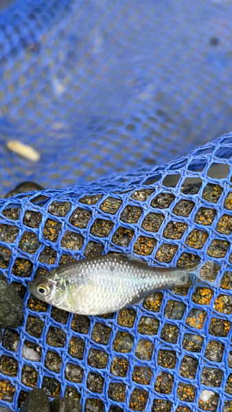 質問に添付された魚の写真