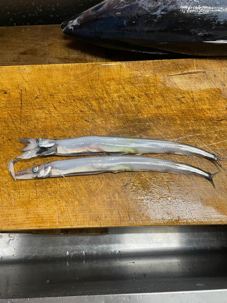 質問に添付された魚の写真