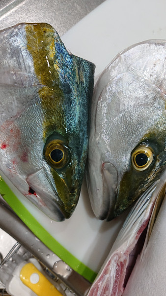 質問に添付された魚の写真