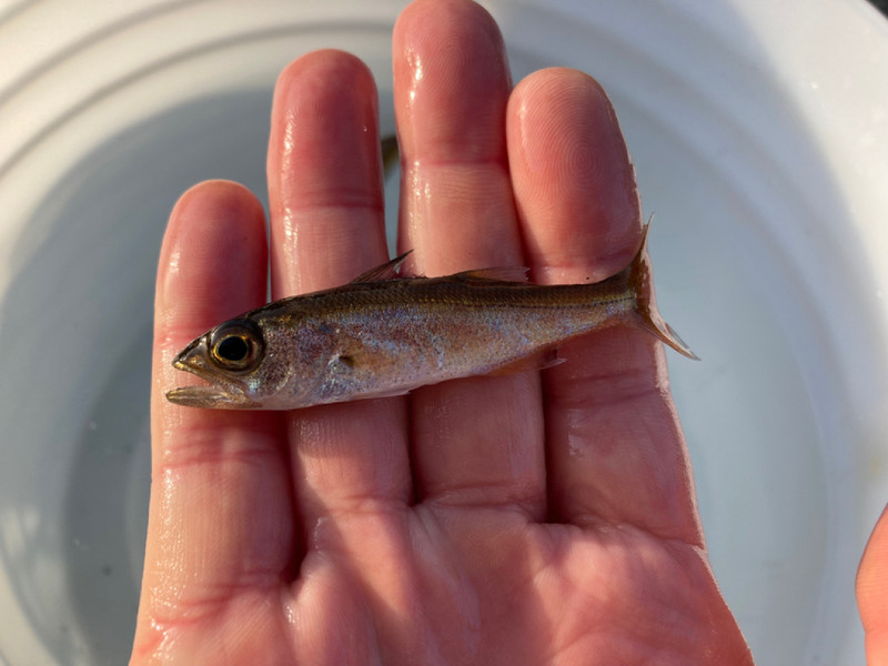 質問に添付された魚の写真